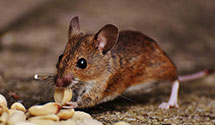 24 Hour & Emergency Exterminators in Hot Springs National, AR